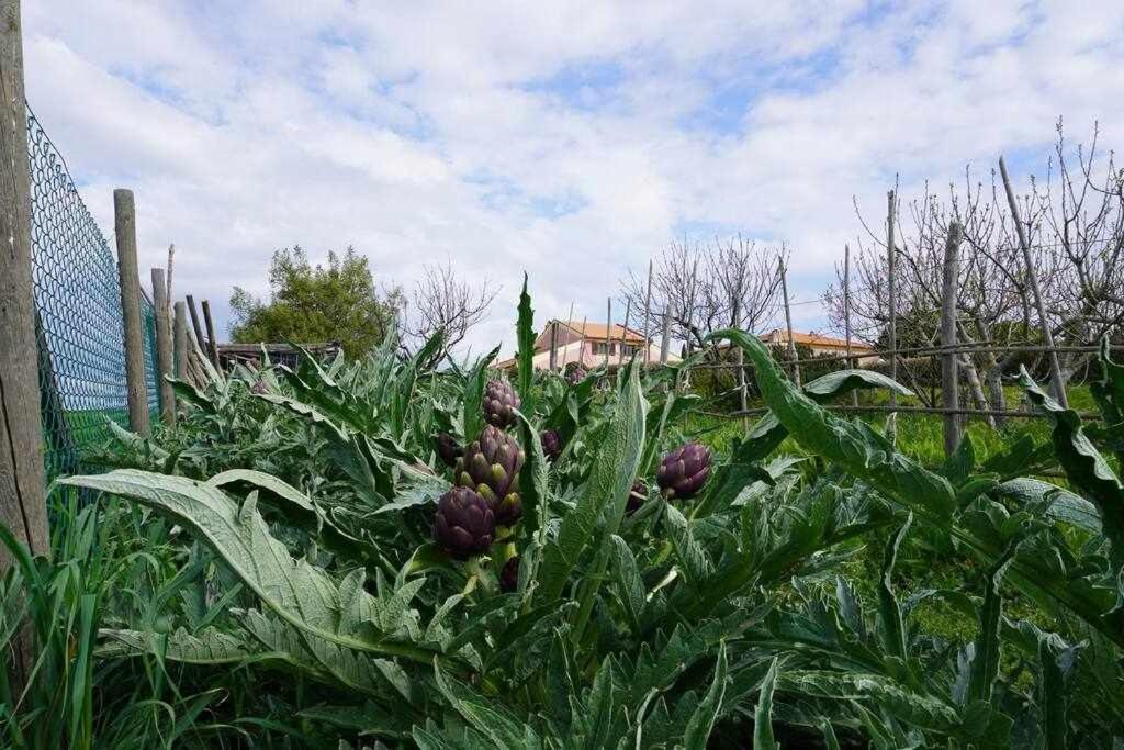 Agriturismo Podere Santa Virginia Albinia Ngoại thất bức ảnh